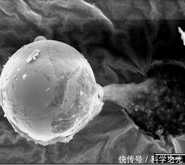 科学家在地球边缘发现神秘外星球生物 我们或许是由它们进化来的