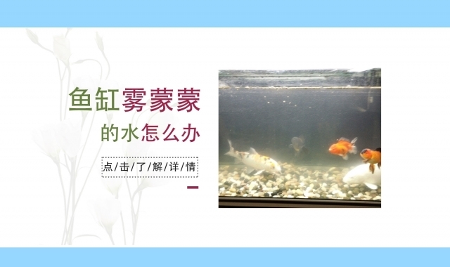 衡水魚缸專賣店電話（衡水魚缸專賣店電話號(hào)碼）