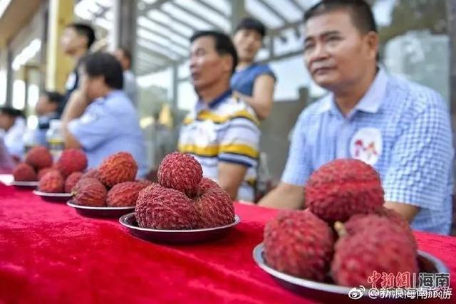 海口最大一颗荔枝100克重比鸡蛋还大 你吃过没有?