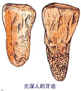 元谋人的生活年代