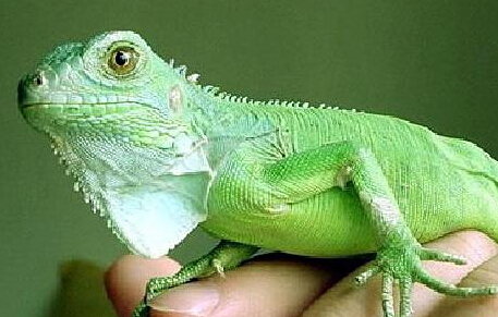 宠物蜥蜴种类 巨蜥科是现今最大的蜥蜴_360问答