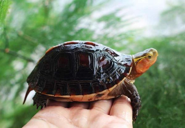 淮河流域有什么样的乌龟?小时候有一只。养了