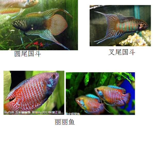 怎么分辨野生国斗和印度丽丽(最好附图)