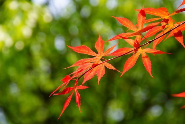 我想买个单反,大家推荐个单反入门机吧_360问
