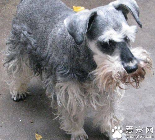 金龙鱼价格 教你选购金龙鱼的正确方法_360问