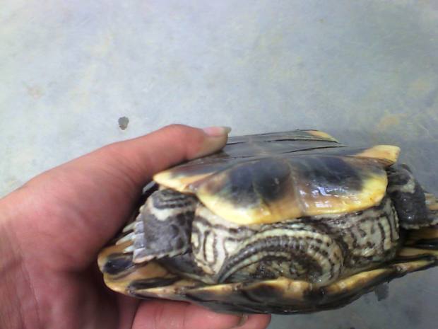 乌龟怎么分公母.帮我看看这3个乌龟是公还是母