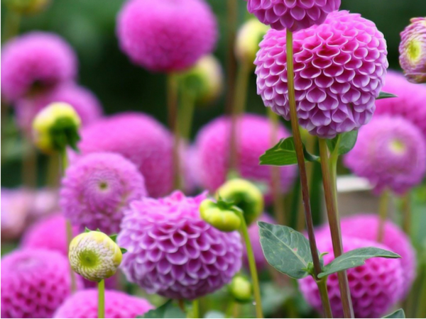 微信头像怎么设置植物图像_360问答