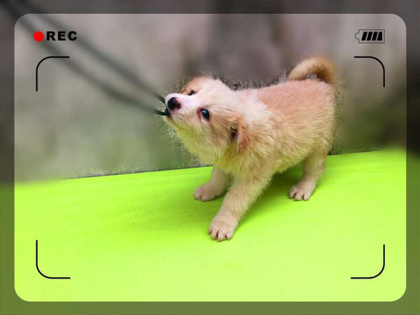 这只边牧的品质以及各方面如何_360问答