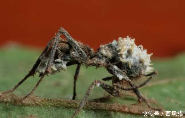 动物界的行尸走肉:僵尸蚂蚁,真菌的傀儡