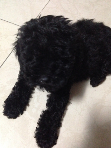 5个月黑色泰迪的毛发为何越来越不好,毛发不卷