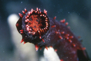 八目鳗鱼用黏液闷死天敌