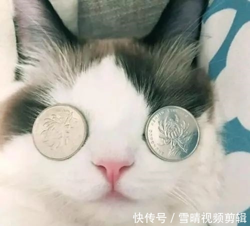 猫咪吸猫薄荷会上瘾?猫薄荷对猫有害么?