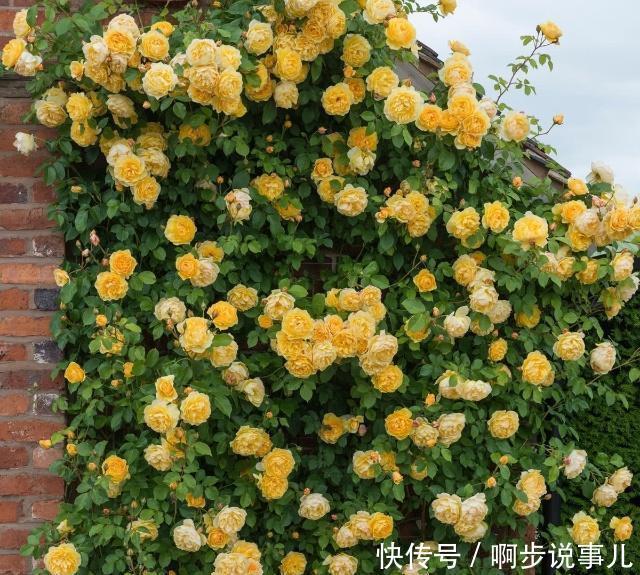 此花比视频还美,开花300天以上,花大色艳香浓写玫瑰对联图片