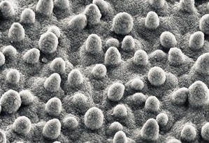 防粘贴抗涂鸦涂料所说的荷叶效应是怎么回事?