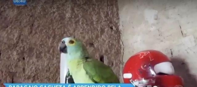 鹦鹉给毒贩通风报信 被警察逮捕