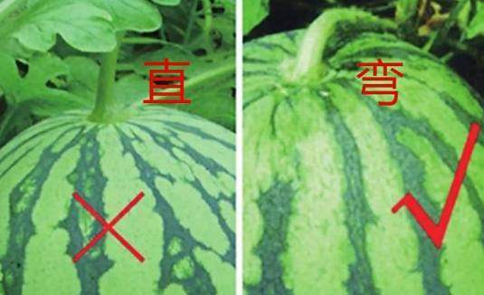 西瓜分公母,母的最甜!学会这3个“窍门”,挑出香甜的西瓜
