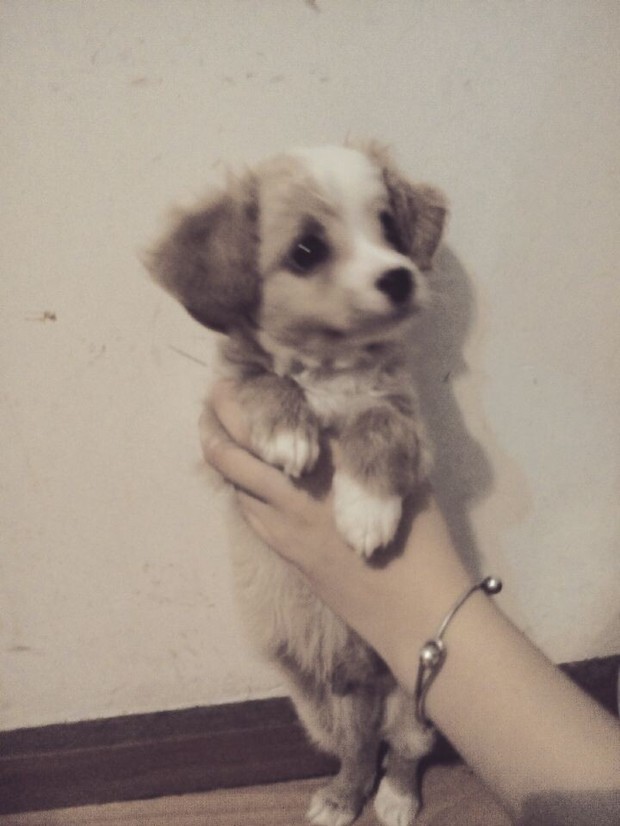 一时冲动买了只狗狗,虽然只用了200元,可是不