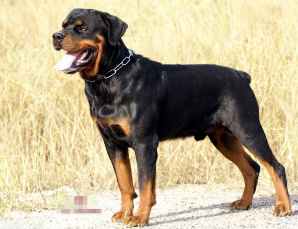 罗威纳犬和黑贝哪个好_360问答