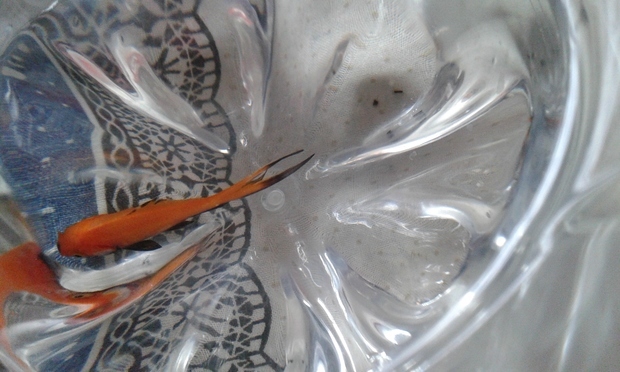 鱼的尾巴烂了能不能自己长好?_360问答