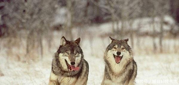 犬科动物战斗力排名,北美灰狼的战斗力到底有