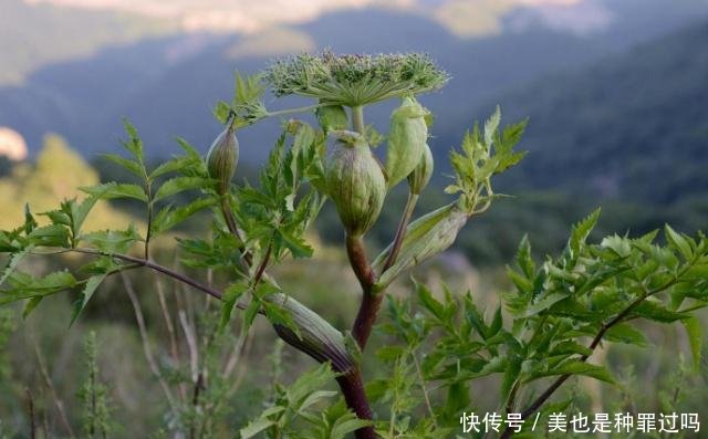 白芷种植技术视频教程,白芷种植技术视频教程完整版