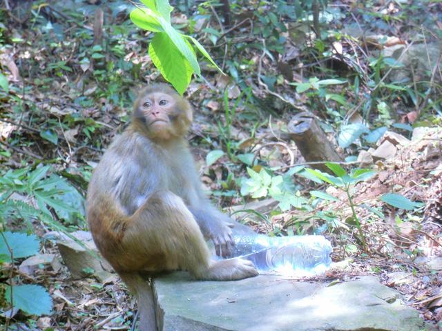 在张家界国家森林公园 我们遇到了这群小可爱