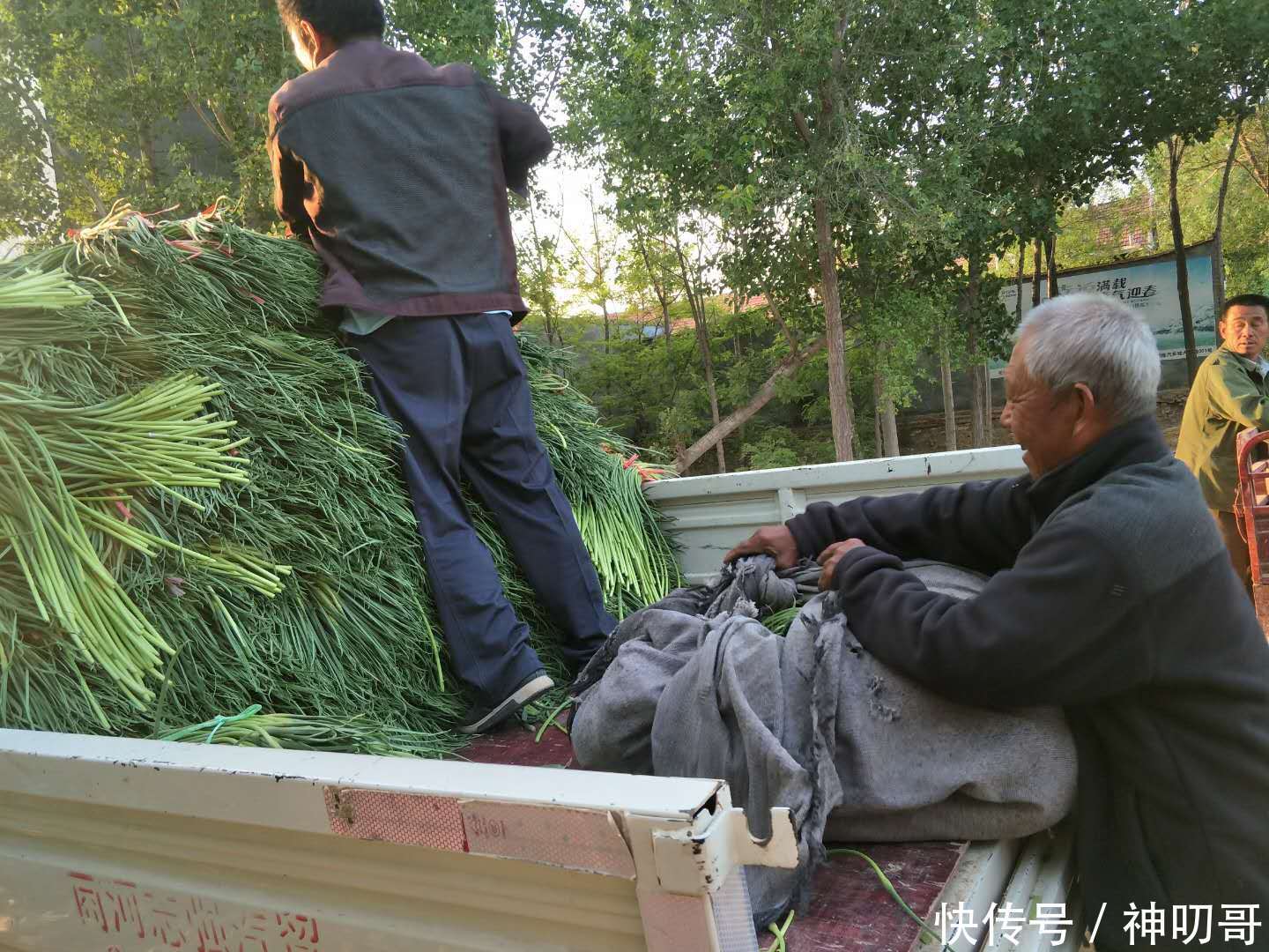 今年蒜苔价钱开门红，出价1.3，农民乐开花