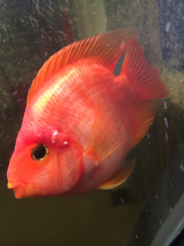 红鹦鹉鱼眼睛后面凸起,长白色东西。请问是什