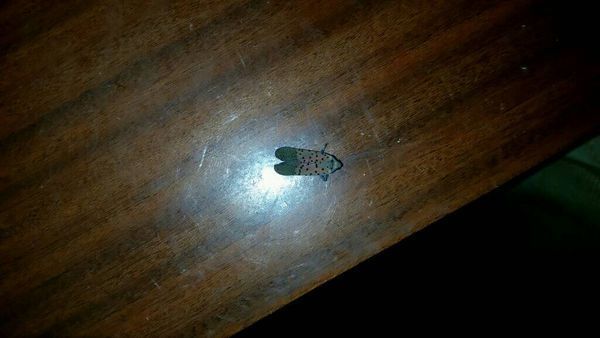 这是什么虫子?身子有点小 ,但是翅膀很大,腿特