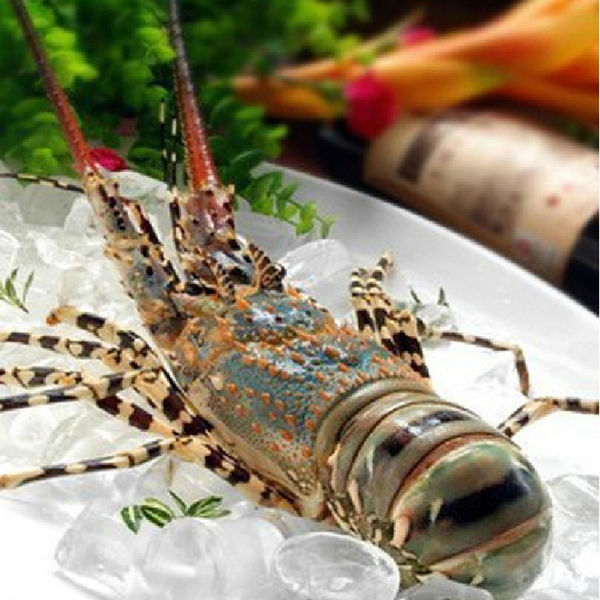 澳洲红龙虾和青龙虾有什么区别_360问答