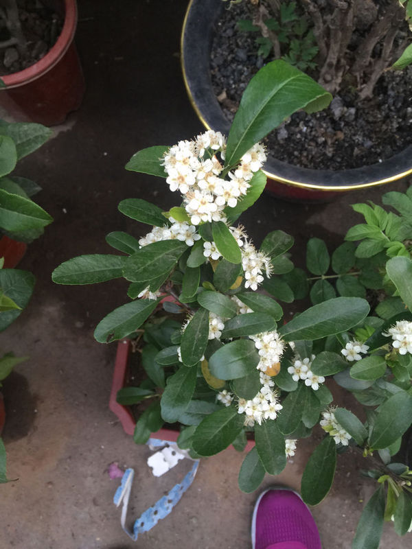 有一句歌词是蓝莲花啊啊啊…是什么歌?_360