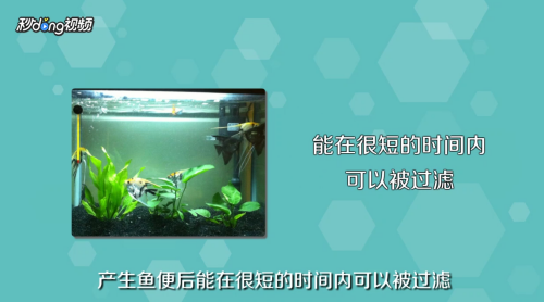 龍魚混養(yǎng)會不會打死小魚（龍魚混養(yǎng)會不會打死小魚呢）