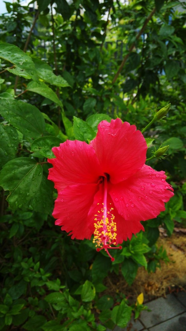 单层花瓣的木槿花可以吃吗?