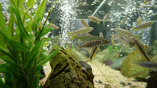 遂寧水族館缸下了土霉素水很黃怎樣才清