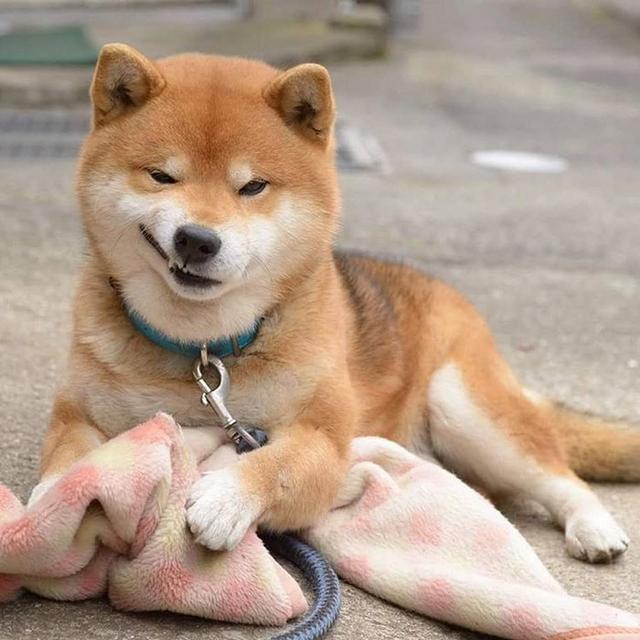 这只日本柴犬贡献了一整套表情包,粉丝比你
