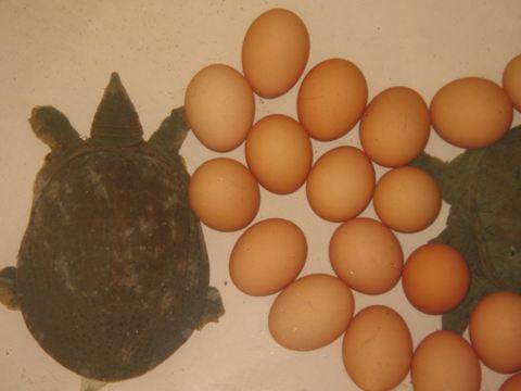 骂人为何骂王八蛋?本意其实是这样的,却以讹