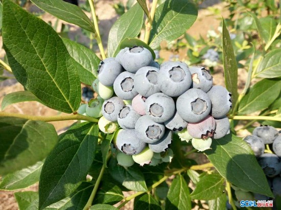 巴中通江县烟溪乡:生态产业让撂荒地长出致富果