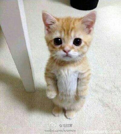 竹节猫是什么品种
