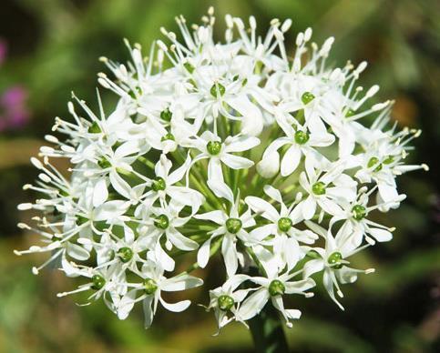 韭菜一年中什么时候开花结果_360问答