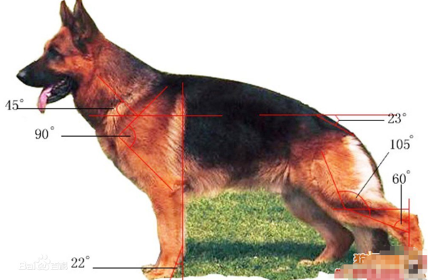 黑背红腿多狼狗是什么品种呀，半长毛，腿毛色淡红色，嘴角上皮有点下垂，就是说看起来好凶的样子_360问答