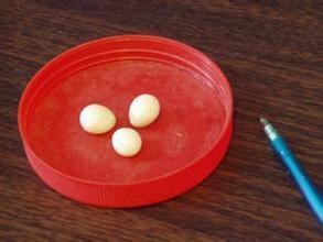 叫声好听的鸟或色彩斑斓的宠物鸟有什么?_36