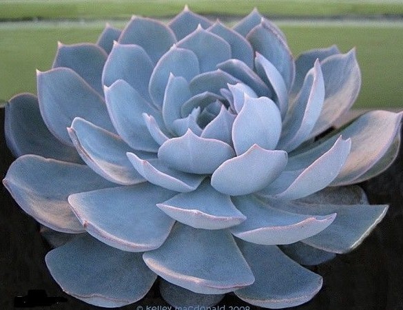 多肉植物蓝莲石又叫什么