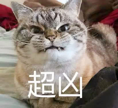 铲屎官用猫咪的碗当成烟灰缸,惹的喵主子大怒再也不想理你