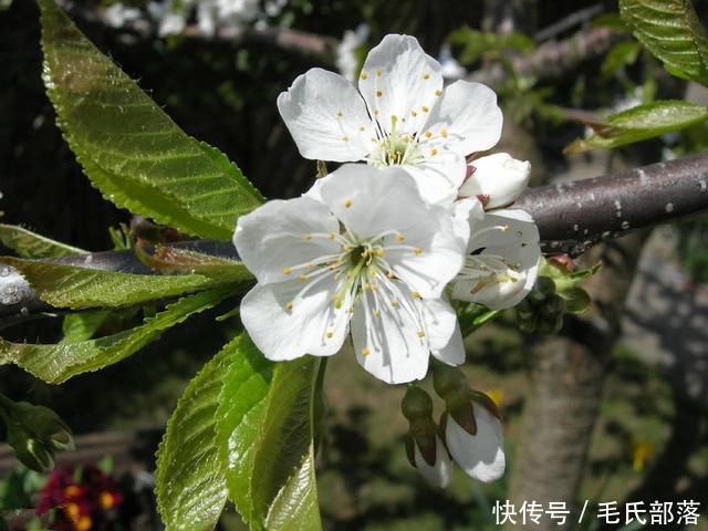 樱桃树栽培技术|大樱桃整形修剪需要特别注意