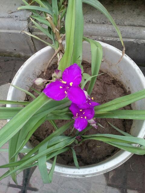 这是什么花?多年生草本植物。_360问答