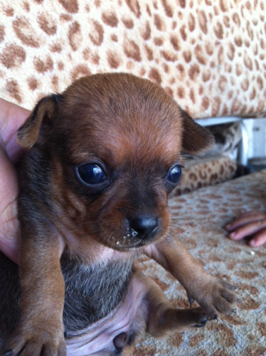 小鹿犬和吉娃娃杂交,请专业人士看看小狗怎么