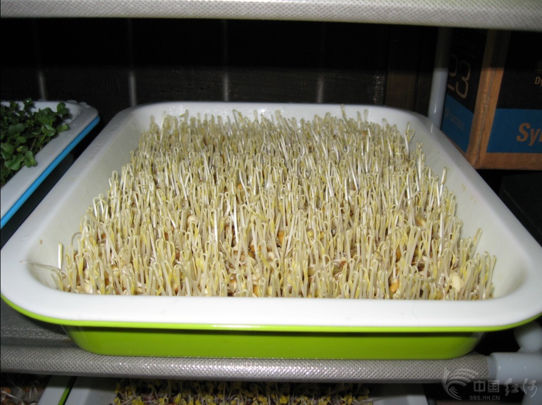 豌豆芽