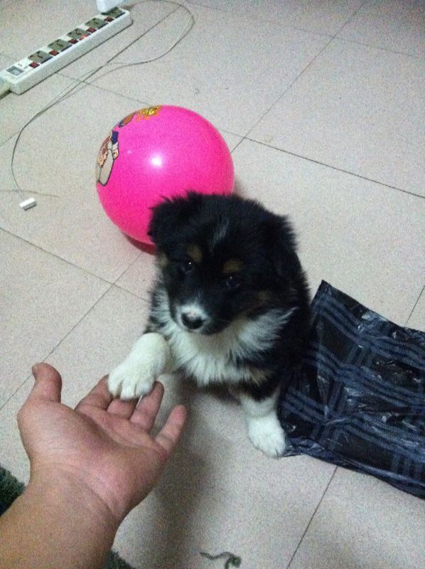 帮帮忙这是边牧,还是串儿?_360问答