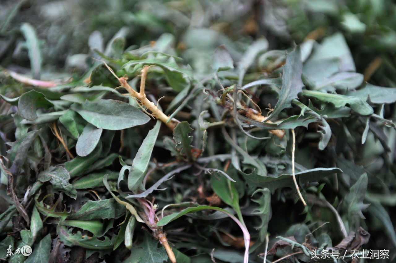 农村里大棚种野菜,每个大棚能赚10万元!想都不