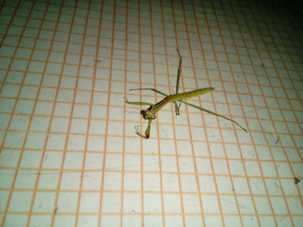 螳螂吃什么?在哪抓。_360问答